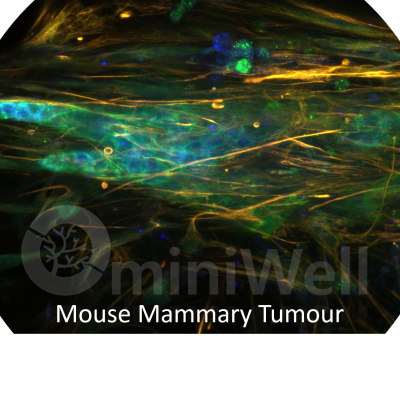 Mouse Mammary Tissue